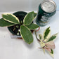 Hoya Carnosa 'Krimson Queen' is prized for its striking, glossy leaves and charming, fragrant flowers, making it an excellent, low-maintenance choice for any indoor plant enthusiast. For optimal growth, provide bright, indirect light and water regularly during active growth.