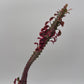 Variegated Euphorbia Trigona (African Milktree) 'Pink Ghost'