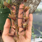 Mystery Blooming Orchid