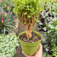 Aralia Ming Gold Mini Bonsai