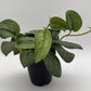 Scindapsus Pictus 'Mount Salak'
