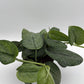 Scindapsus Pictus 'Mount Salak'