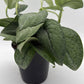 Scindapsus Pictus 'Mount Salak'