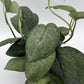 Scindapsus Pictus 'Mount Salak'
