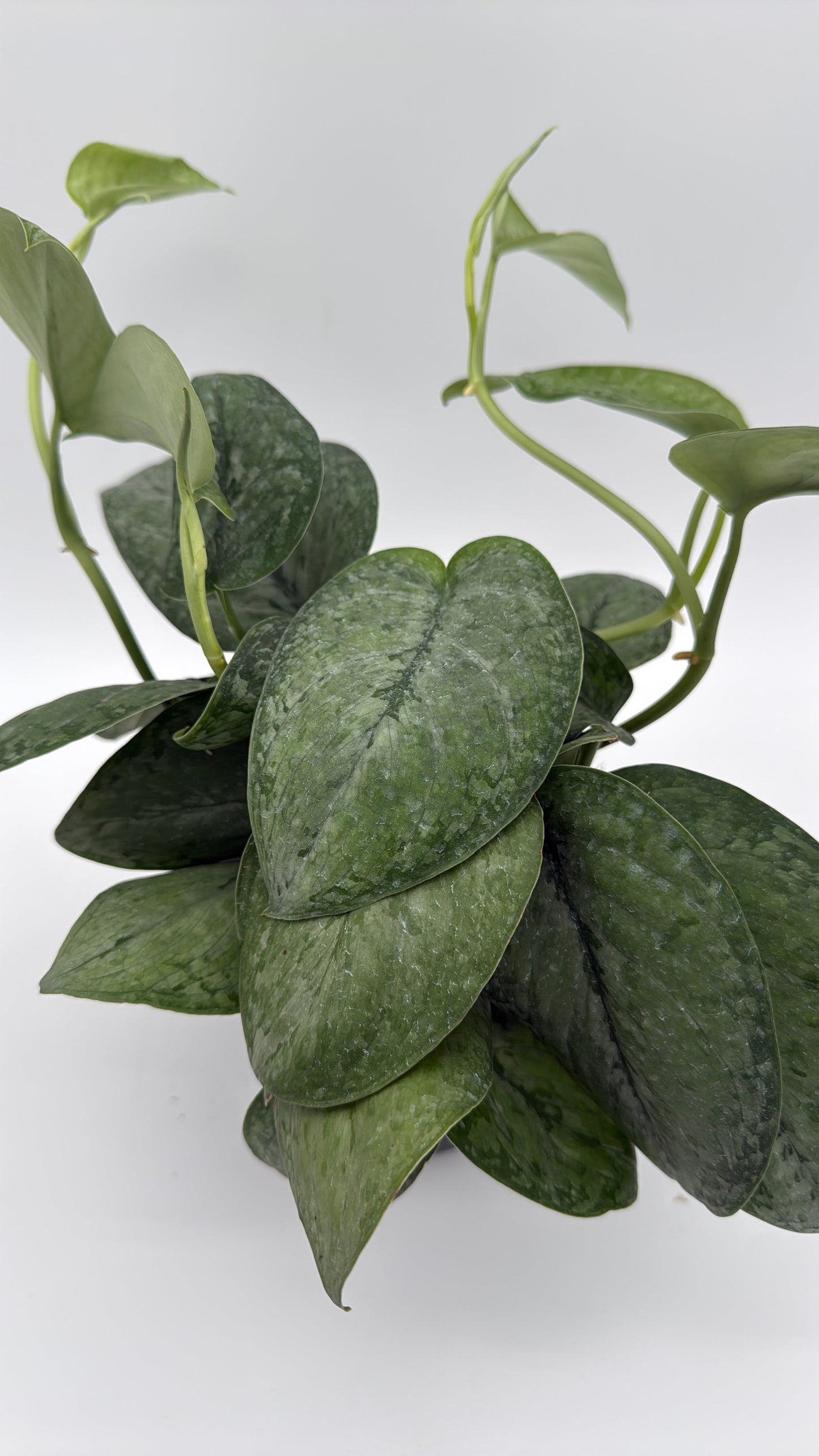 Scindapsus Pictus 'Mount Salak'