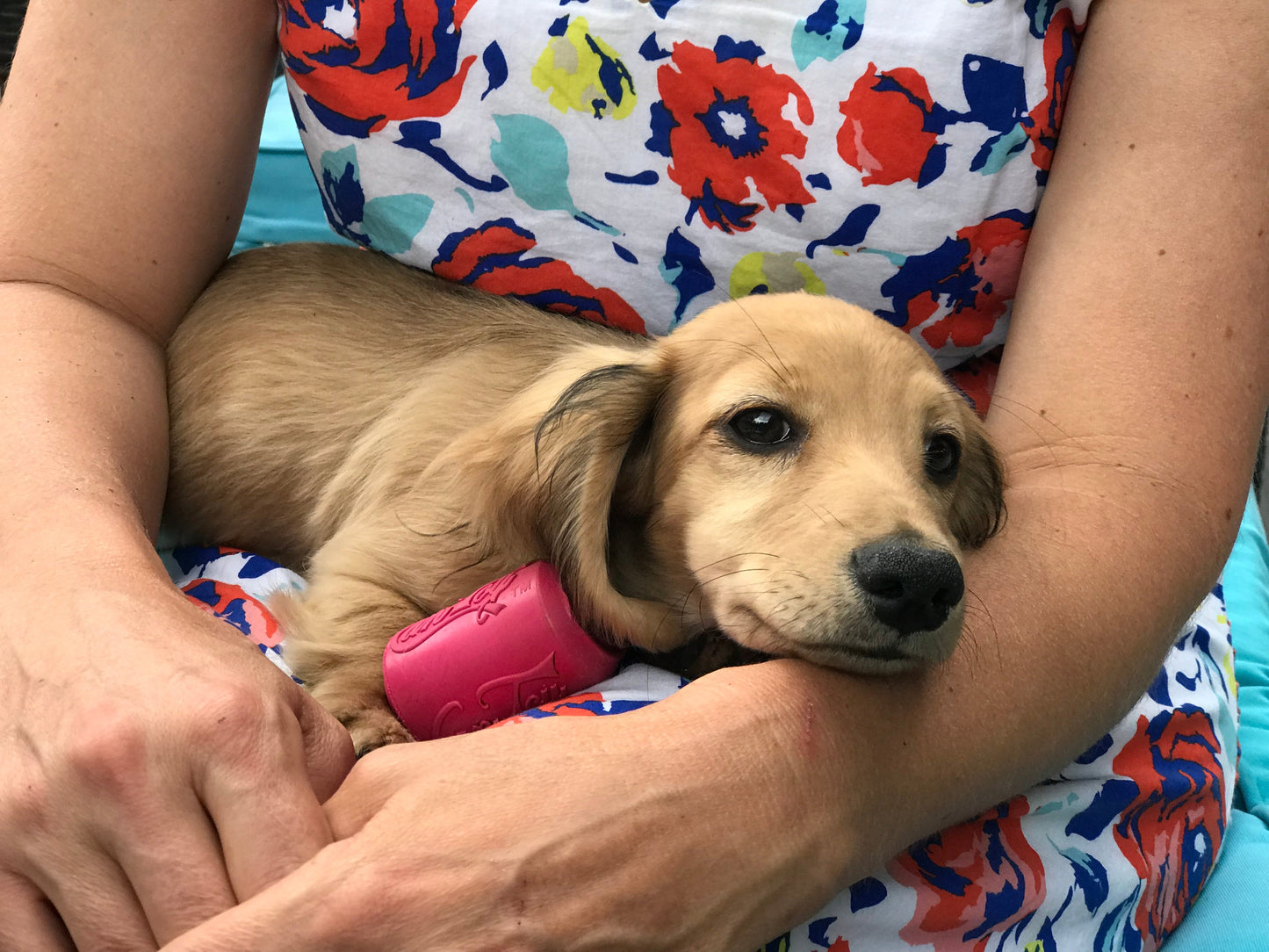 Puppy Can Toy Rubber Chew Toy for Teething Puppies | Treat Dispenser | USA Made