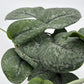 Scindapsus Pictus 'Mount Salak'