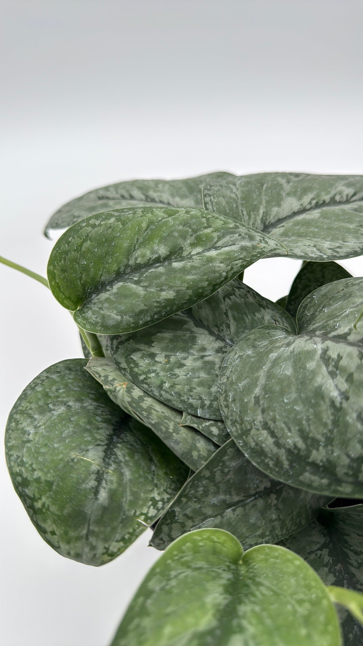 Scindapsus Pictus 'Mount Salak'
