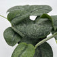 Scindapsus Pictus 'Mount Salak'