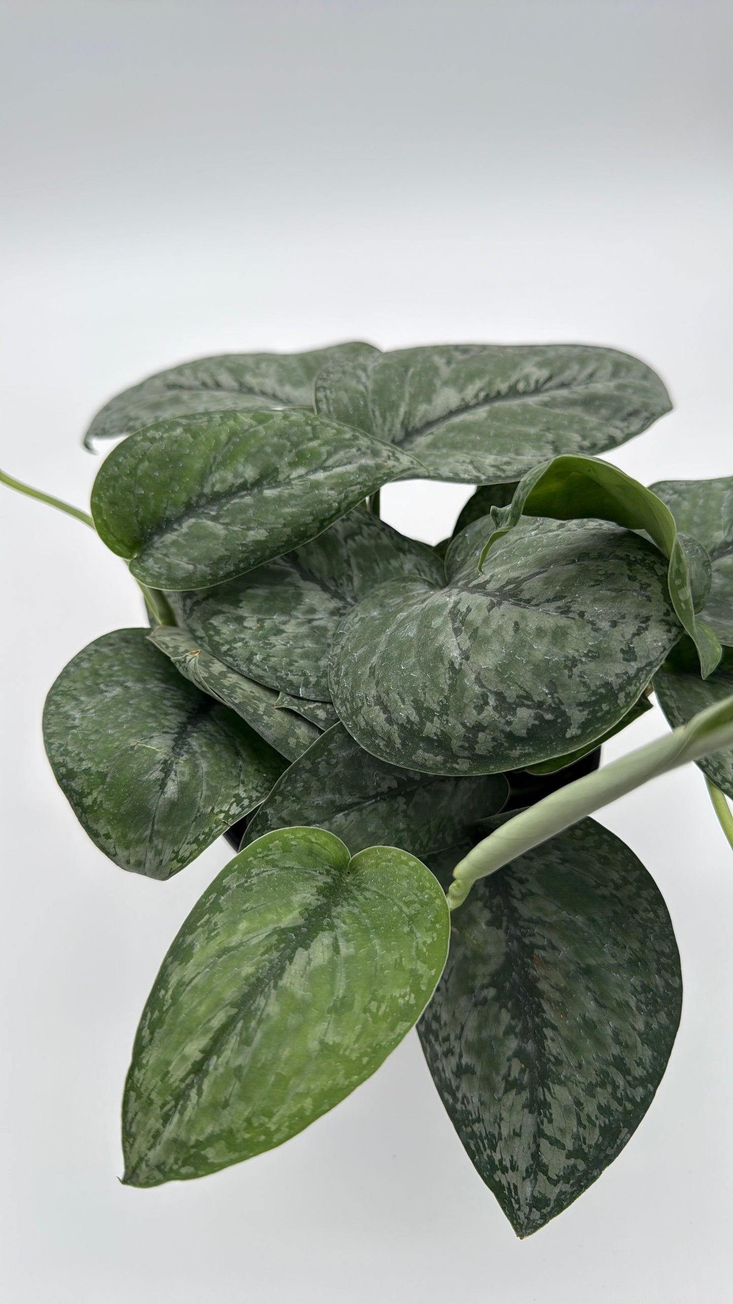 Scindapsus Pictus 'Mount Salak'