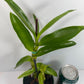 Fragrant Dendrobium Nobile Orchid Red Army Hybrid - Vibrant fragrant red blooms