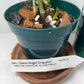 Fragrant Dendrobium Nobile Tdares Angel Emperor Orchid: Easy-Care Live Potted Plant