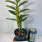 Fragrant Dendrobium Nobile Tdares Angel Emperor Orchid: Easy-Care Live Potted Plant