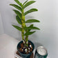 Fragrant Dendrobium Nobile Tdares Angel Emperor Orchid: Easy-Care Live Potted Plant