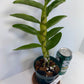 Fragrant Dendrobium Nobile Tdares Angel Emperor Orchid: Easy-Care Live Potted Plant