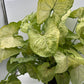 Syngonium 'Orn Thong'
