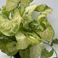 Syngonium 'Orn Thong'