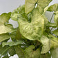 Syngonium 'Orn Thong'