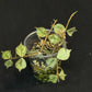 Hoya curtisii Silver, silvery small leaves, rare