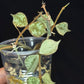 Hoya curtisii Silver, silvery small leaves, rare