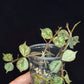 Hoya curtisii Silver, silvery small leaves, rare