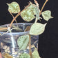 Hoya curtisii Silver, silvery small leaves, rare