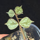 Hoya curtisii Silver, silvery small leaves, rare