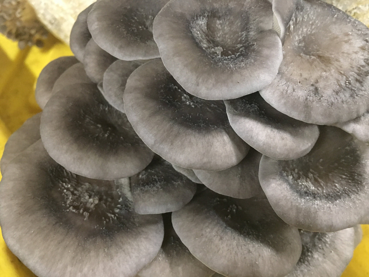 Cold Blue Oyster MycoGarden Fruiting Kit  - (Pleurotus ostreatus)