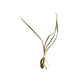 Cryptocoryne Retrospiralis