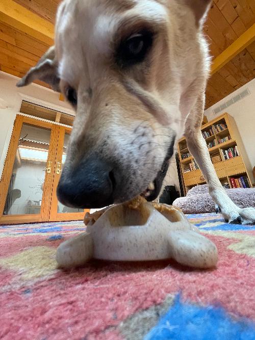 Turtle Nylon Chew Toy - Ultra-Durable Enrichment Toy for Power Chewers USA