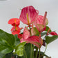Mom's Favorite Plant Box - 3 Surprise Plants
