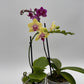 Mystery Blooming Orchid
