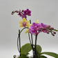 Mystery Blooming Orchid
