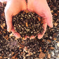 Alocasia - Colocasia - Caladium Premium Potting Mix