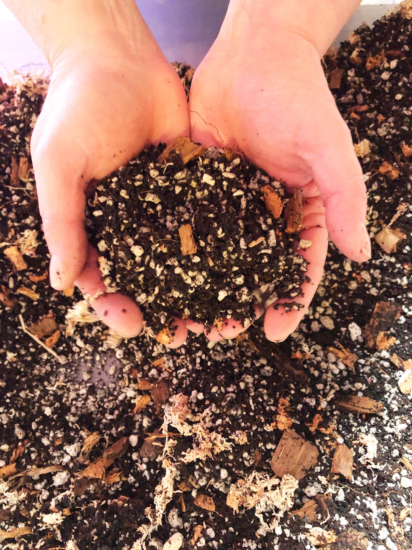 ANTHURIUM Premium Potting Mix