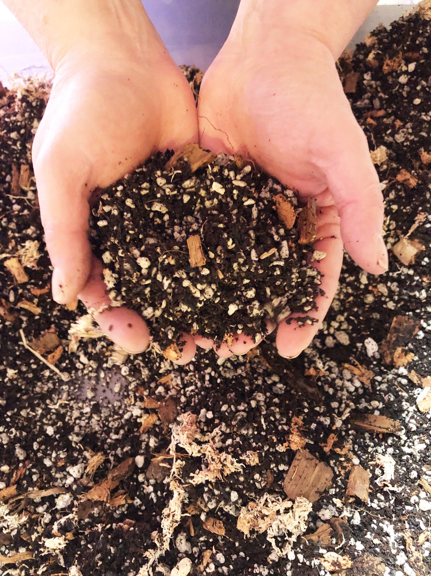 Aglaonema Premium Potting Mix