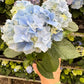 Blue Hydrangea
