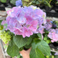 Purple Hydrangea