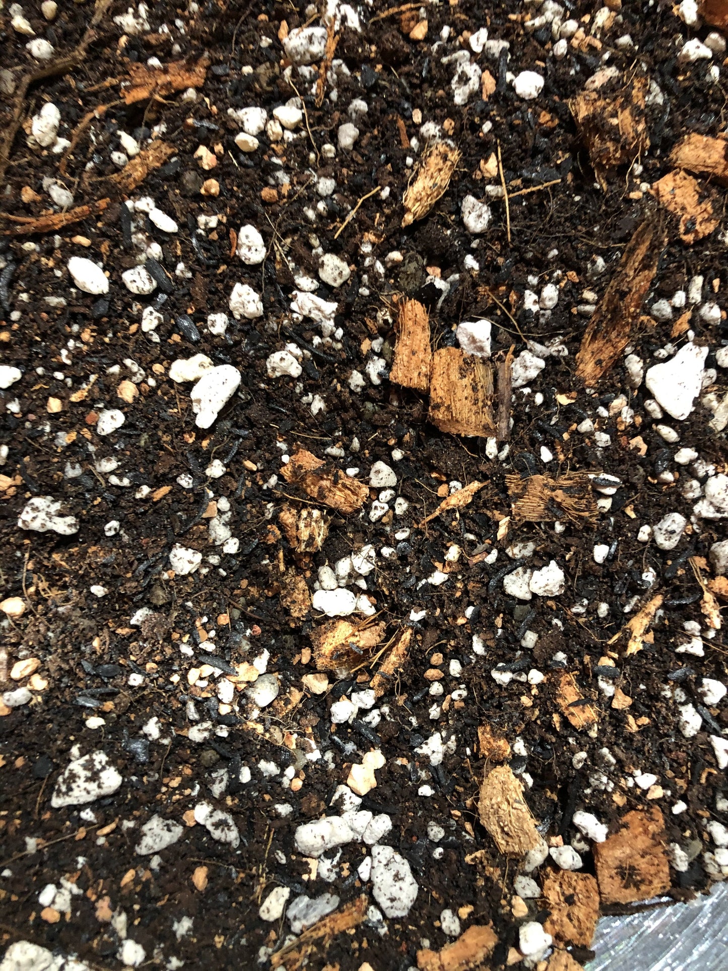 Aglaonema Premium Potting Mix