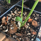 Premium Tropical Houseplant Potting Mix - General Purpose For Tropical Houseplants