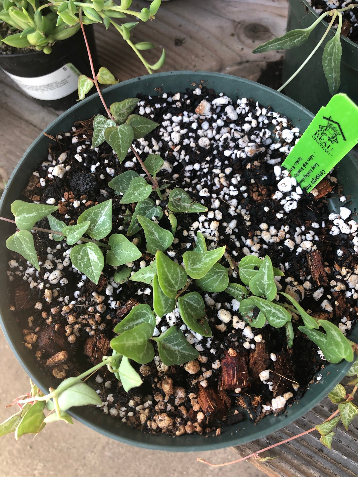 STRING OF SEMI SUCCULENT Premium Potting Mix