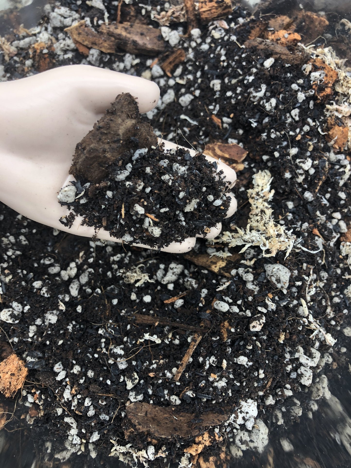 Aglaonema Premium Potting Mix