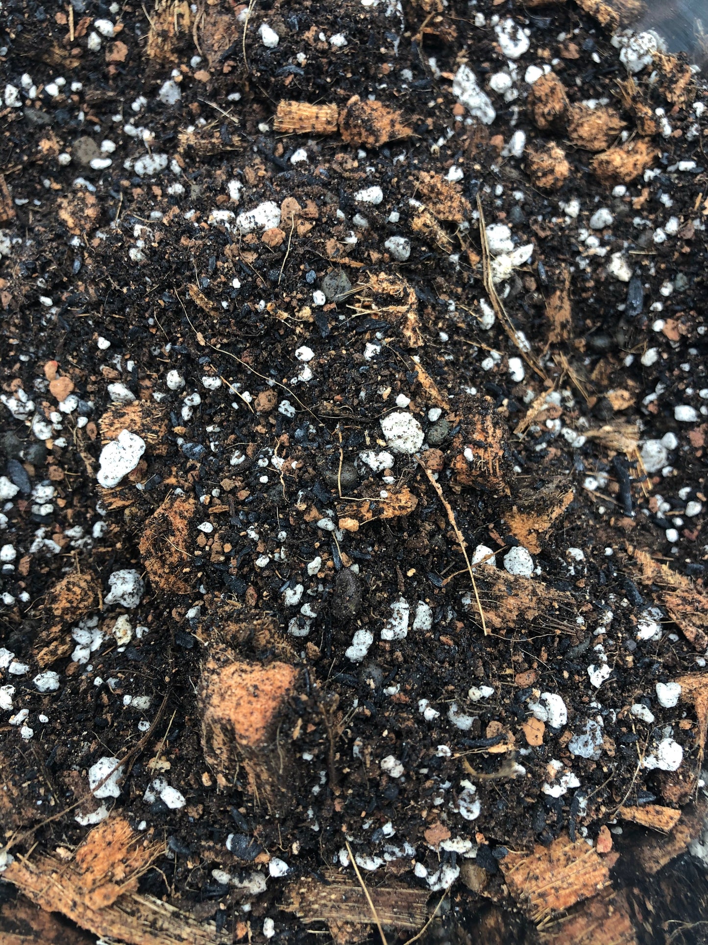 STRING OF SEMI SUCCULENT Premium Potting Mix