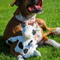 Dottie Cow Knottie® Plush Dog Toy