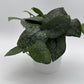 Scindapsus Pictus 'Mount Salak'