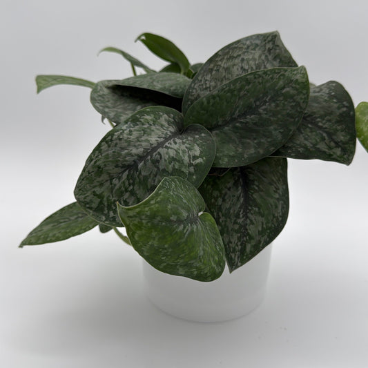 Scindapsus Pictus 'Mount Salak'