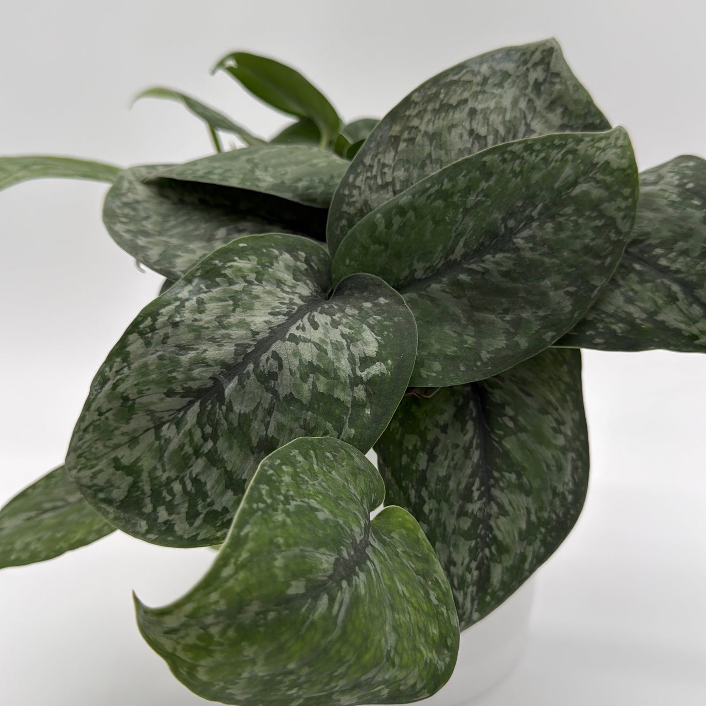 Scindapsus Pictus 'Mount Salak'