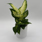 Dieffenbachia 'Camille'