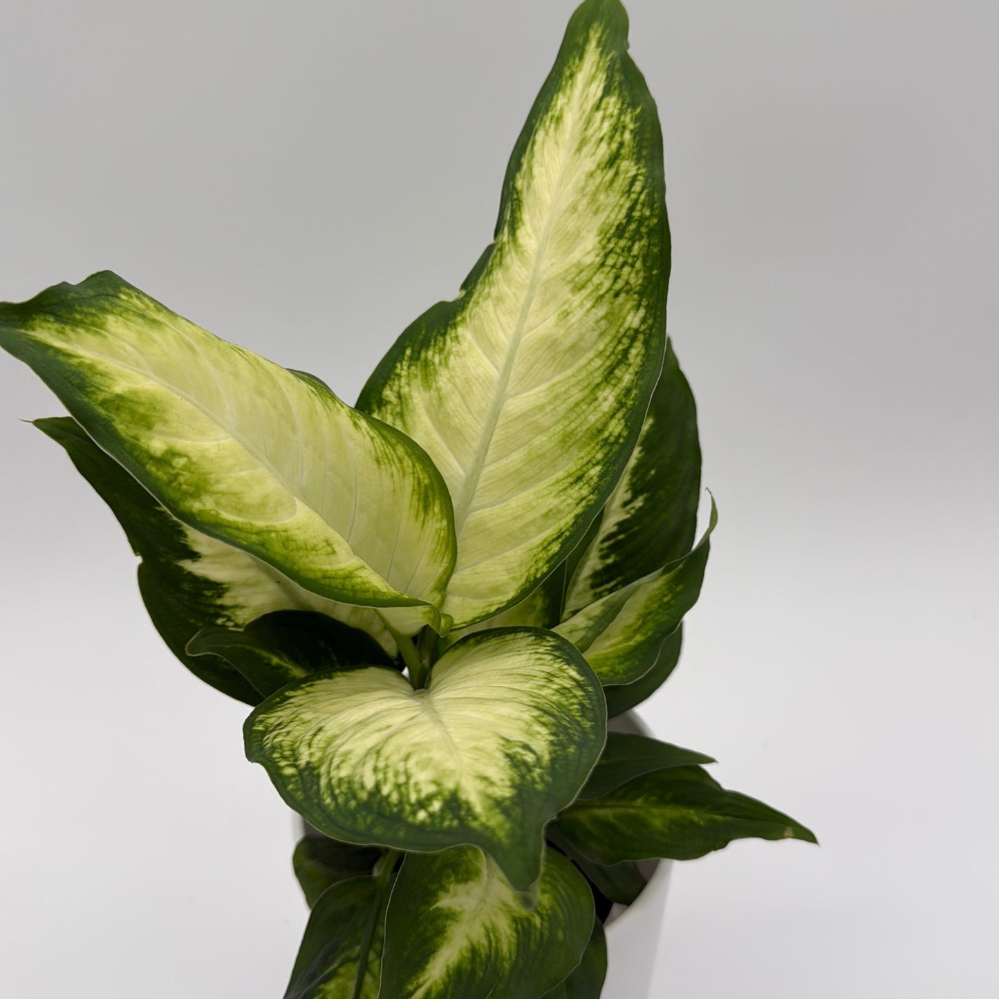 Dieffenbachia 'Camille'