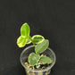 Hoya Cumingiana Albo Variegated, beautiful leaves, well-rooted